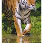 5 2027. Sibirischer Tiger (Panthera tigris altaica) durchschreitet flaches Wasser. Links Bäume, im Hintergrund Grünflächen.