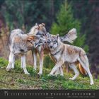 Text: "Mai 1 2 3 4 5 6 7 8 9 10 11 12 13 14 15 16 17 18 19 20 21 22 23 24 25 26 27 28 29 30 31."

Drei Wölfe kommunizieren spielerisch auf einem grasbewachsenen Hügel, umgeben von unscharfem Waldhintergrund.