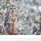 "Waldkauz (Strix aluco) - Foto von Jean-Louis Klein & Marie Luce Hubert." Ein Waldkauz sitzt auf einem Holzpfosten.