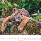Sumatra-Tigerjunges auf moosigem Felsen in grünem Dschungel. Darunter Kalender: Mai, Tage 1 bis 31.
