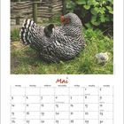 "Mai" steht oben, gefolgt von einem Kalender mit Feiertagen. Ein Huhn sitzt im Gras, mit Küken unter seinen Flügeln.