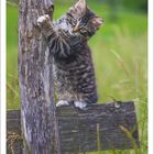 Text: "5 2027". Eine junge Katze klettert an einem Holzpfosten in einer grünen Landschaft.