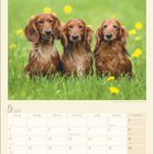Kalender für Mai 2027 mit Feiertagen. Drei Langhaardackel sitzen im Gras, umgeben von gelben Blumen.