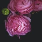 Schriftzug: "MAI". Drei pinke Blumen, eine grüne Knospe, klassischer Kalender mit Daten darunter. Schwarzer Hintergrund.