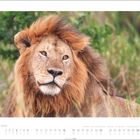 Text unten: "MAI / MAY" mit Kalendertagen. Oberhalb ist ein Löwe mit üppiger Mähne im Gras abgebildet.