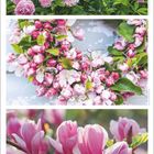 Text unten: "Mai" in eleganter Schrift. Daten des Monats. Oben Bilder von rosa Blüten und Blumenarrangements.