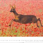 5, 1-31, Mohnfeld mit springendem Reh, rot und grün, Reh in Bewegung.