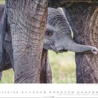 Text: "5" und die Tage von 1 bis 31 darunter aufgeführt.

Ein Elefantenjunges schaut zwischen den Beinen eines großen Elefanten hervor.