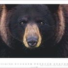 Kalendarblatt für Mai mit einem Porträt eines Amerikanischen Schwarzbären. Feiertage und Wochentage sind aufgelistet.