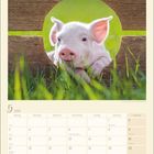 Kalenderblatt für Mai 2027, zeigt Feiertage. Ein Ferkel blickt durch einen Holzzaun, umgeben von grünem Gras.