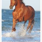 5 2027. Ein braunes Pferd galoppiert durch seichtes Wasser am Meer.