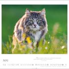 Eine flauschige, graue Katze auf einer grünen Wiese. Oben: Zitat über Katzen; unten: Monat Mai im Kalenderstil.