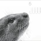 5. Kalender mit Monatsübersicht. Nahaufnahme eines Seehunds, der nach rechts schaut, auf weißem Hintergrund.