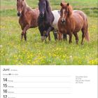 Juni, 24. Woche. Zitat: "Das größte Glück der Erde liegt auf dem Rücken der Pferde." Drei Pferde auf einer Blumenwiese.