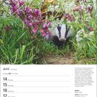 Juni, 24. Woche, Zwillinge 21.5.–20.6. Ein Dachs zwischen Blumen, darunter pinke und weiße Blüten. Kalender von 14. bis 20. Juni.