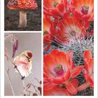 Augustkalender mit Wochentagen. Ein Fliegenpilz, roter Kaktus und ein Vogel auf einem Zweig.