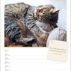 Zitat: „Ruhe zieht das Leben an, Unruhe verscheucht es.“ - Gottfried Keller. Kalender für Juni. Schlafende Katze mit Garn.