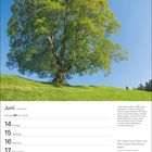 Kalenderseite mit Juni-Daten, Baum und Zitat. Text: Linden können bis zu 1000 Jahre alt werden.