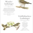 "Wanderlaubsänger" und "Goldhähnchen-Laubsänger" mit Beschreibungen. Illustrationen von beiden Vögeln sitzend auf einem Ast.