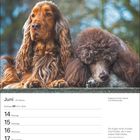 Juni 24. Woche, Zwillinge 21.5.–20.6. Englischer Cocker Spaniel und Harlekinpudel. Zwei Hunde entspannen im Freien.