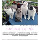 Kalenderblatt: Donnerstag, 17. Juni 2027. Monat Juni hervorgehoben. Text über Katzen als beliebtestes Haustier und Statistik.