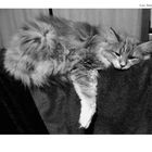Zitat: "Was ohne Ruhepausen geschieht, ist nicht von Dauer." – Ovid. Eine schlafende Katze liegt entspannt.
