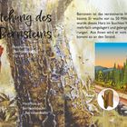 "Entstehung des Bernsteins" mit Infos über fossiles Harz, Wuchs vor 50 Millionen Jahren. Illustration eines prähistorischen Waldes.