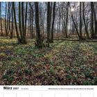 Text: März 2027, 10. Woche, Märzenbecher im Naturschutzgebiet Herverler Bruch bei Herscheid. Wald mit blühenden Schneeglöckchen.
