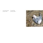 „Auf der Insel Møn, Dänemark, 2022.“ Eine verendete Möwe liegt auf trockenem, rissigem Boden.