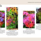 Links: "Blumen-Hartriegel", rot-purpurnes Herbstlaub. Mitte: "Europäischer Perückenstrauch", buntes Laub. Rechts: "Hybrid-Zaubernuss", rot-orange. Links oben: "Die schönsten Alleskönner".
