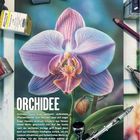 Schriftzug: "STEP BY STEP | Orchidee", "ORCHIDEE". Eine realistische Airbrush-Illustration einer violett-rosa Orchideenblüte.