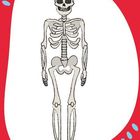 Illustration eines menschlichen Skeletts vor einem roten, gebogenen Rahmen mit blauen Punkten.