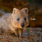 Der handgeschriebene Name "Luke" steht neben einem süßen, nah auf dem Boden sitzenden Quokka mit strahlenden Augen.