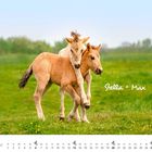 „Stella + Max“ steht in weiß auf grünem Gras. Zwei Fohlen spielen auf der Wiese. Unten ist ein Kalender für Juni.