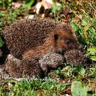 Text: "Helma und die wilden 5". Ein Igel mit fünf Jungen liegt im grünen Gras zwischen Pflanzen.