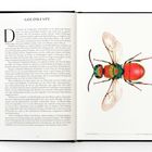 Links steht "Goldwespe" als Überschrift mit einem ausführlichen Text darunter. Rechts ist eine detaillierte Illustration einer schillernden Goldwespe.