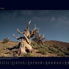 03 März. Ein verdrehter, knorriger Baum vor einem klaren Sternenhimmel in einer wüstenartigen Landschaft.