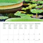 Kalenderseite für September. Oben große Seerosenblätter und blühende Seerosen in einem Teich.