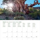 Kalenderblatt von März 2027, mehrsprachige Wochentage. Oben alte Baumillustration mit strahlender Sonne im Hintergrund.