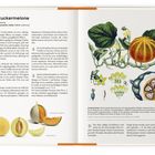 Zuckermelone. Melone. Cucumis melo (Melo sativus). Illustration: Melonenpflanze, gelbe Blüten, Fruchtquerschnitt.