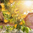 Text: "WO DIE ZITRONEN BLÜHEN..." und "ITALIENS BERÜHMTER LIKÖR". Zu sehen sind sonnige Zitronenbäume mit vielen gelben Früchten.