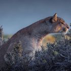 Ein Puma schleicht durch niedriges Gebüsch, sein Fell leuchtet im Licht. Im Hintergrund ein unscharfer blauer Himmel.