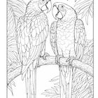 Zwei Papageien auf einem Ast in einem von Blättern umgebenen Dschungel. Line-Art Illustration, keine Farben.