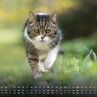 Kalender mit Wochentagen und Zahlen. Eine getigerte Katze spaziert aufmerksam über eine grüne Wiese.