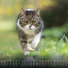 Kalenderdaten für Mai unten, Katze mit getigertem Fell schleicht durch grünes Gras.