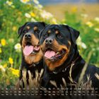 Ein Kalender für Mai mit zwei fröhlichen Rottweilern vor einem Hintergrund aus bunten Blumen.