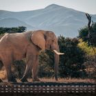 Kalender mit Zahlen, Wochentagen und einer großen "5" unten rechts. Ein Elefant steht in einer Savannenlandschaft.