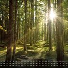 Kalender Mai, Zahlen 1-31, Tage Sa bis Mo. Sonnenstrahlen durchdringen dichten Tannenwald mit Moos bewachsenen Boden.