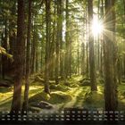 Kalendertage im Mai. Sonnenstrahlen durchdringen einen dichten, grünen Wald voller Bäume und Moos.