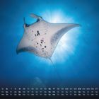 Kalenderdaten von Samstag, 1. bis Montag, 31., Nummer 5; Unterwasseraufnahme mit Manta-Rochen im blau beleuchteten Wasser.